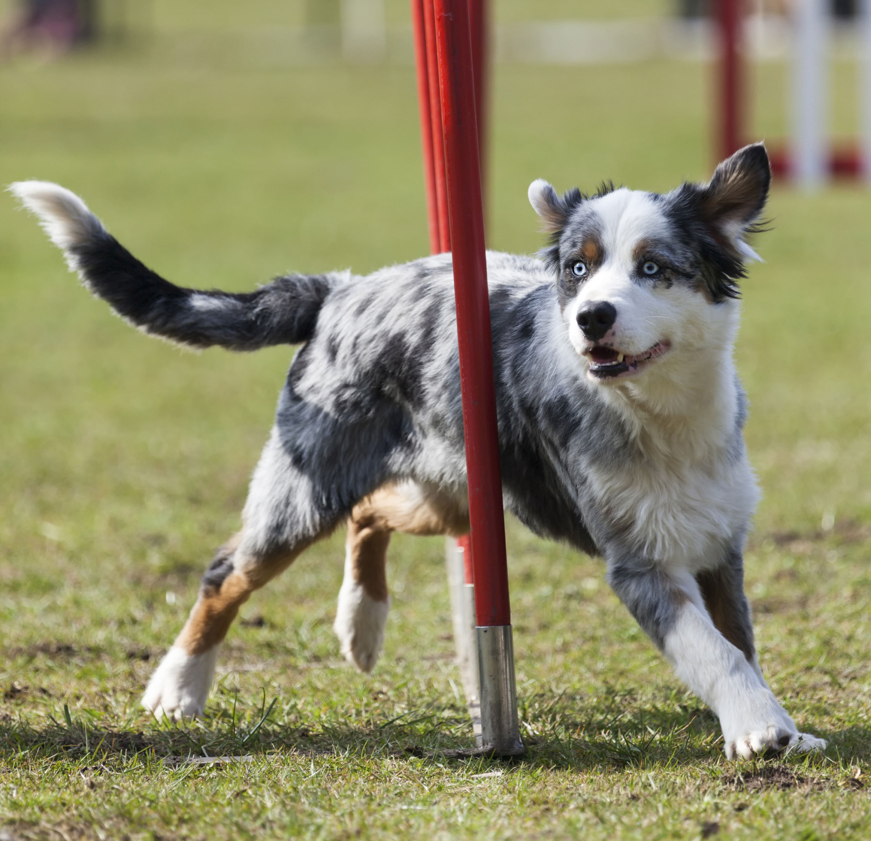 pet-friendly-with-pet-park