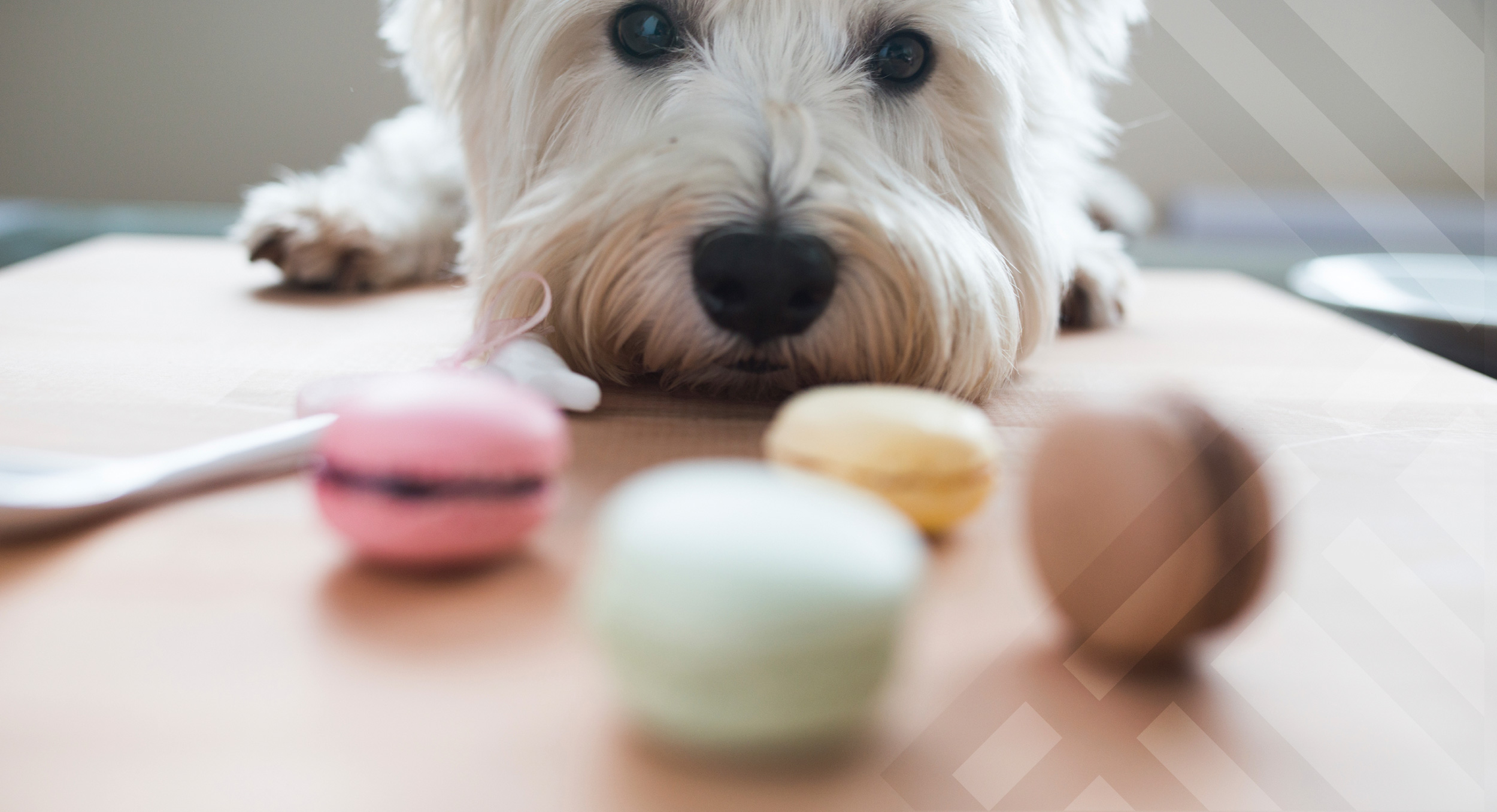 pet-friendly-community