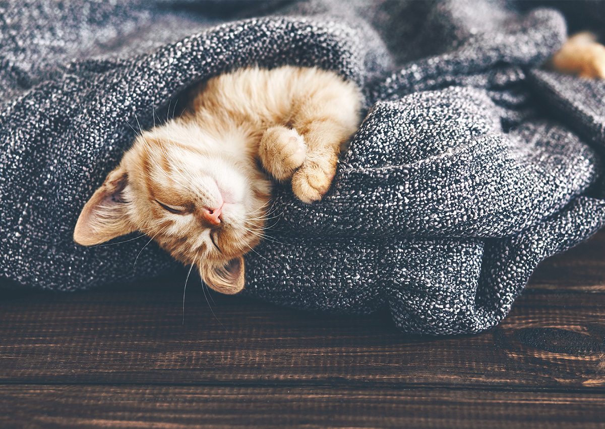cats-accepted-luxury-apartments-jacksonville-florida