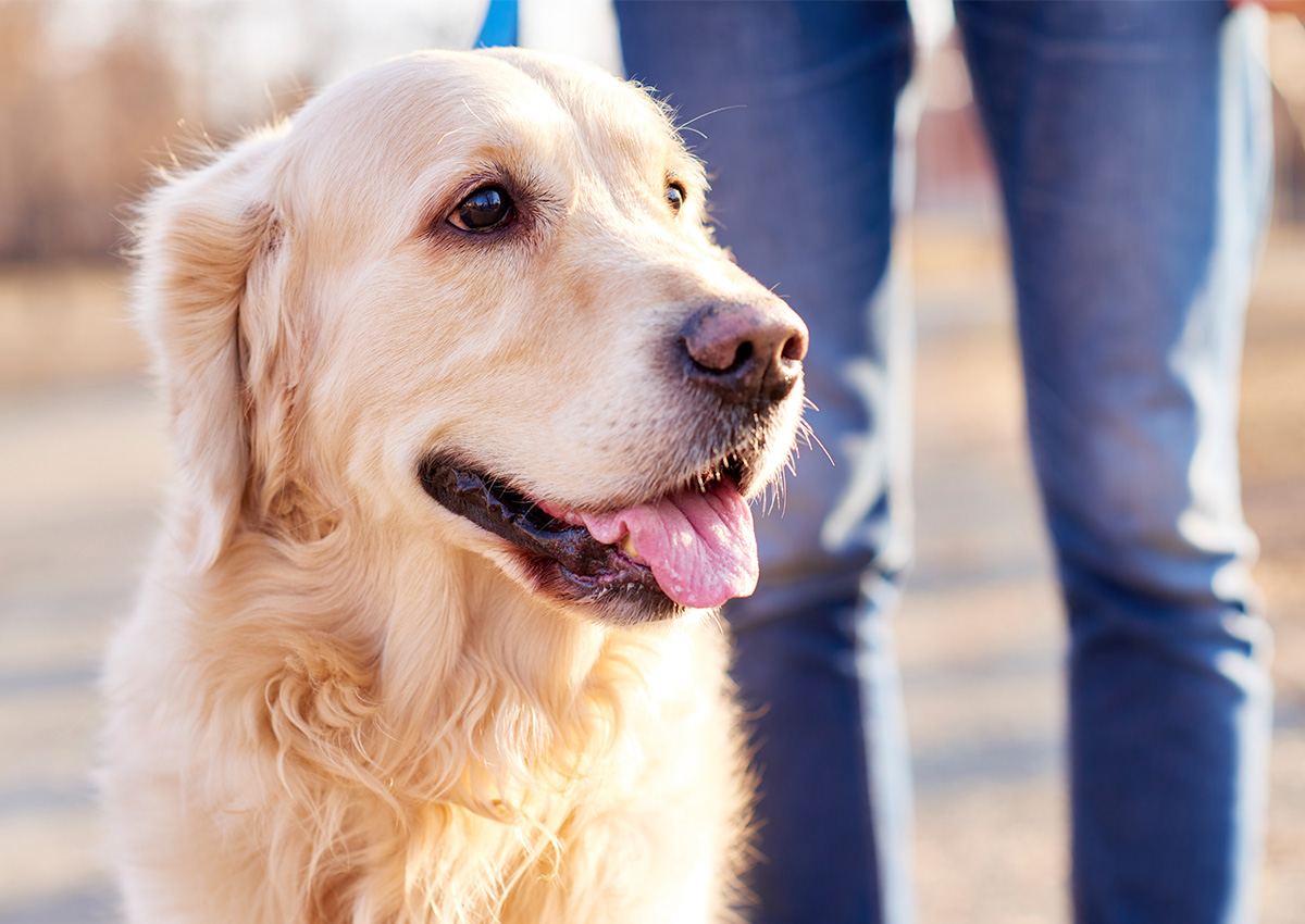 pet-friendly-community-florida